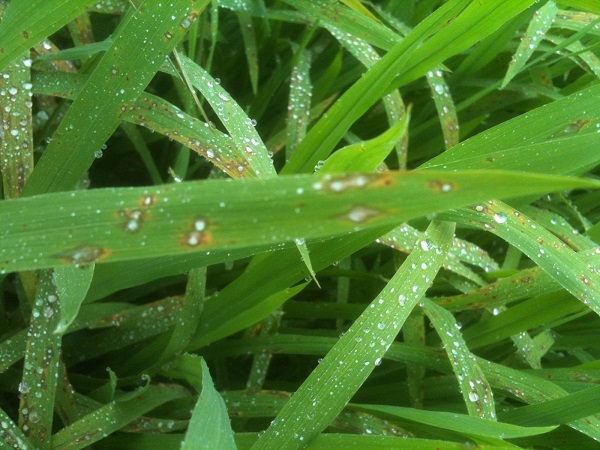 Phòng trừ bệnh đạo ôn cho lúa