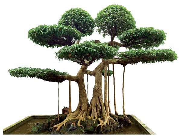 Các yêu cầu kỹ thuật trong khâu bón phân cho cây Bonsai