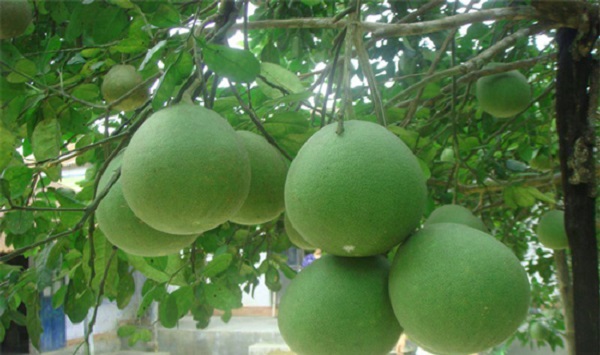 Kỹ thuật trồng bưởi da xanh