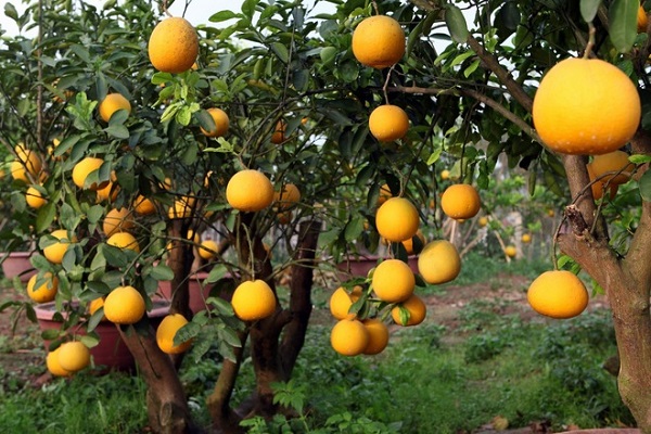 Kỹ thuật trồng chăm sóc bưởi diễn