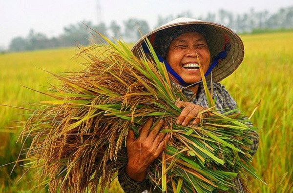 Kĩ thuật canh tác cây lúa