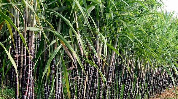 Quy trình kỹ thuật trồng thâm canh mía đường công nghiệp 