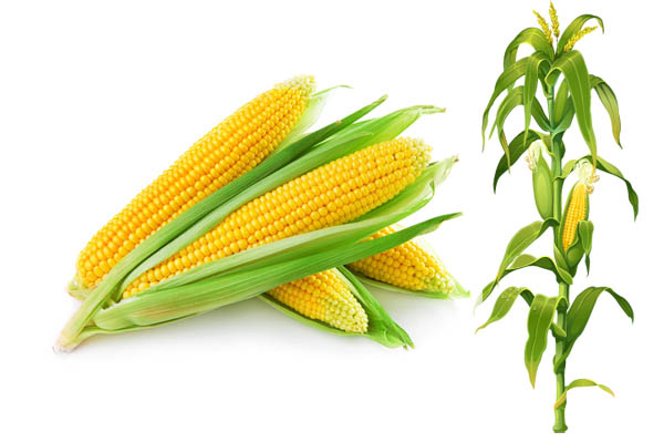 Kỹ Thuật Trồng Ngô Năng Suất Cao