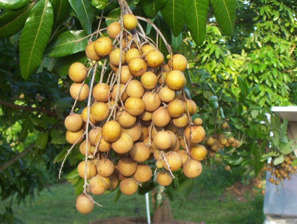 Kỹ thuật trồng nhãn chín muộn năng suất