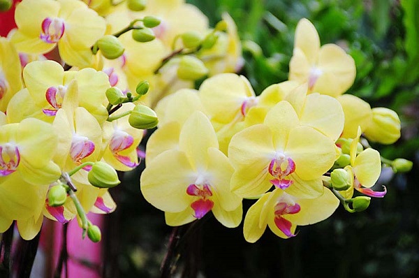 Kỹ thuật trồng và chăm sóc hoa phong lan