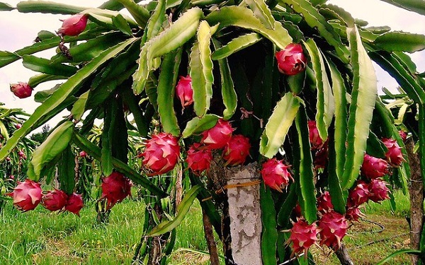 Kỹ thuật trồng và chăm sóc thanh long