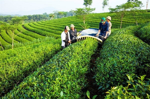 Kỹ thuật trồng và chăm sóc cây chè